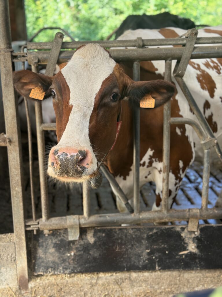 4A Naar de boerderij